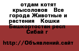 отдам котят крысоловов - Все города Животные и растения » Кошки   . Башкортостан респ.,Сибай г.